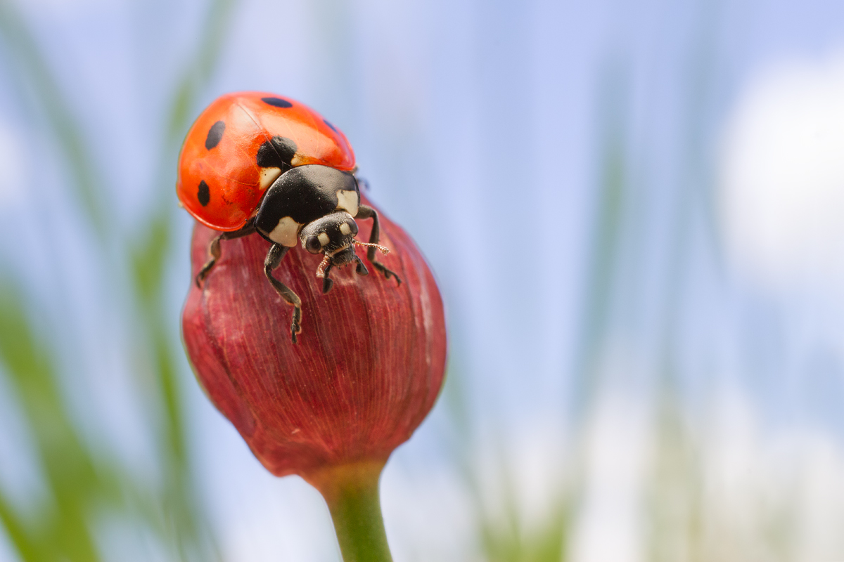 Seven Spot Ladybird wideangle 1